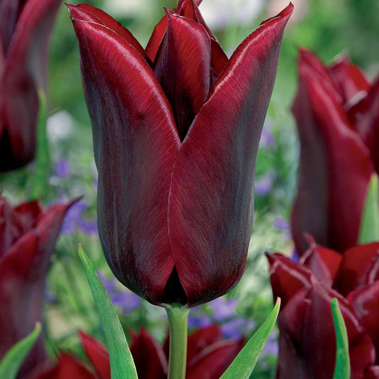 Bakker - 10 Tulipes à fleurs de lis Lasting Love - Tulipa lasting love - Bulbes à fleurs