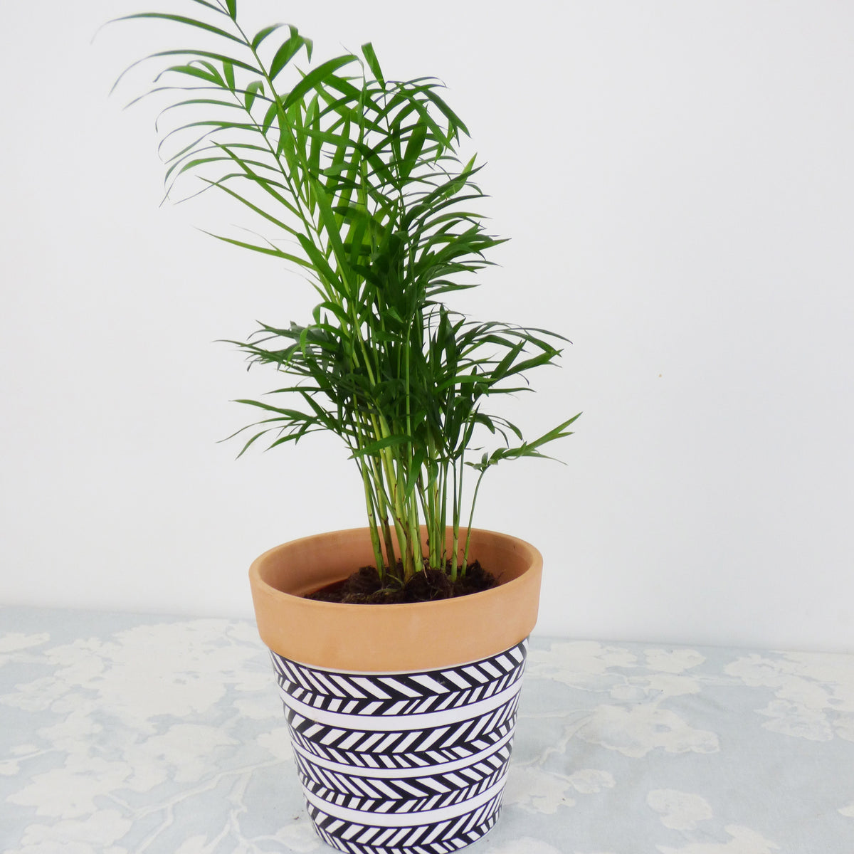 Plantes d'intérieur dépolluantes - Collection de 3 plantes vertes dépolluantes - Chamoedorea elegans,monstera deliciosa,chlorophytum atlantic