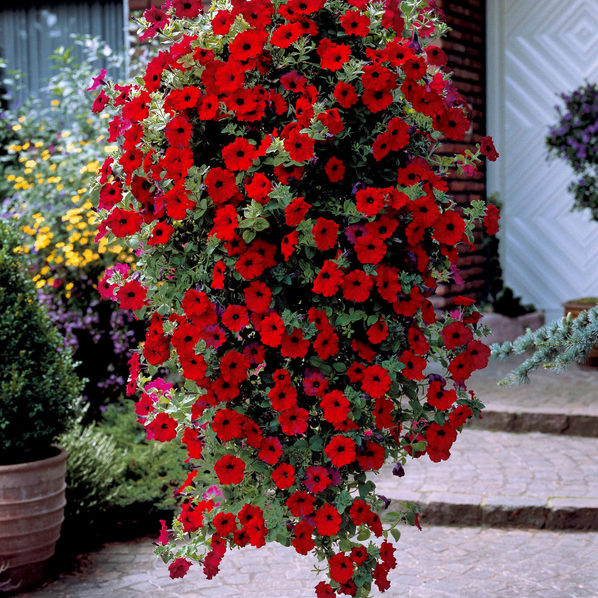 Collection de 9 Pétunias : rouges, roses, jaunes - Bakker