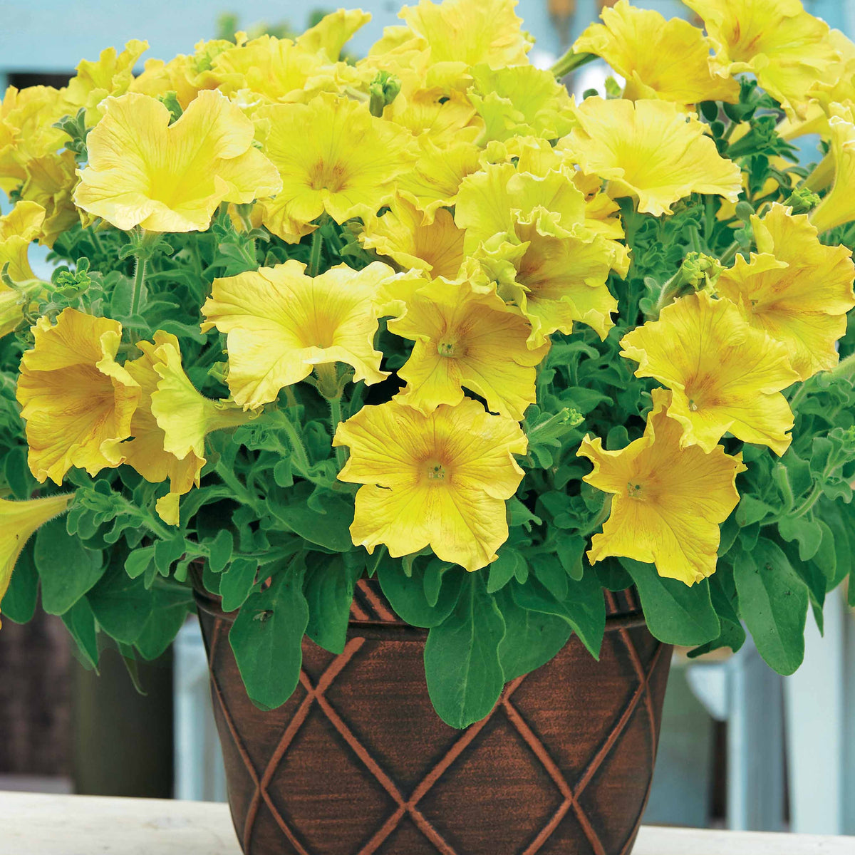 Petunia - Collection de 9 Pétunias : rouges, roses, jaunes - Petunia et Calibrachoa