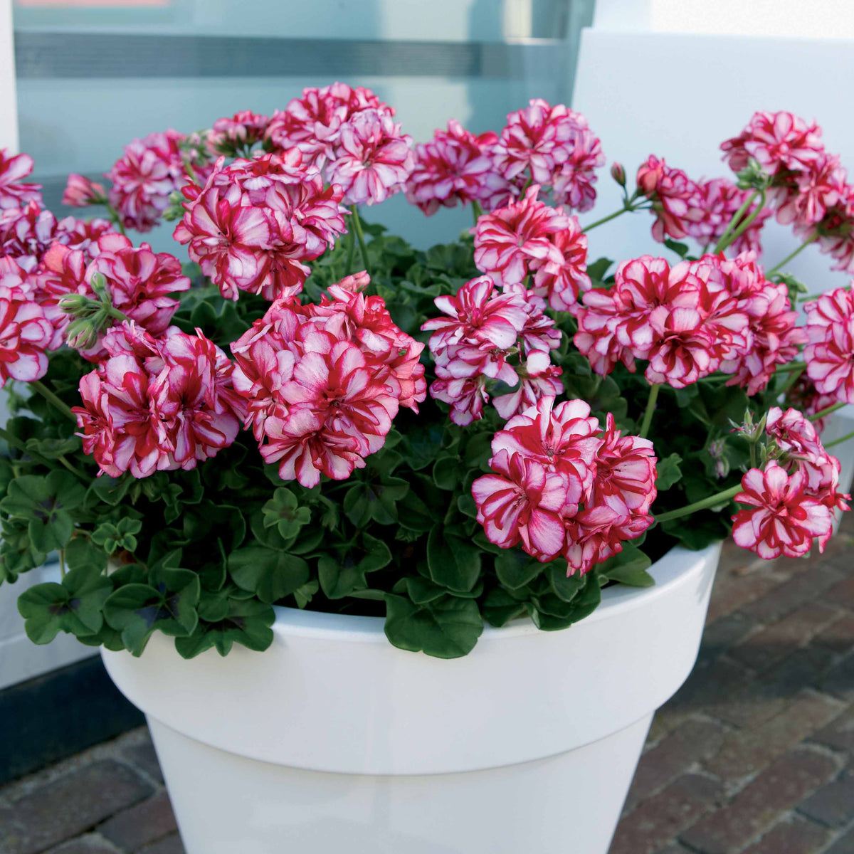 Collection de 6 Géraniums-lierres : rouge et bicolore - Pelargonium peltatum nixe , rouge - Bakker