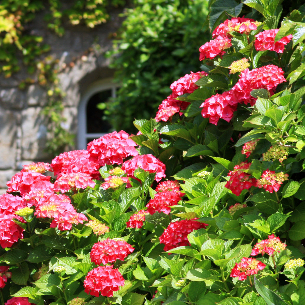 Hydrangea macrophylla, camelia japonica, fargesia - Collection de 3 arbustes d'ombre : hortensia, camélia, bambou - Arbustes