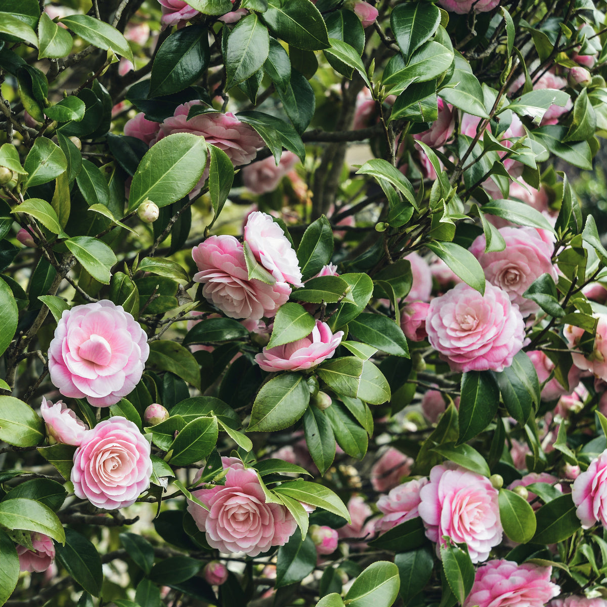 Arbustes - Collection de 3 arbustes d'ombre : hortensia, camélia, bambou - Hydrangea macrophylla, camelia japonica, fargesia