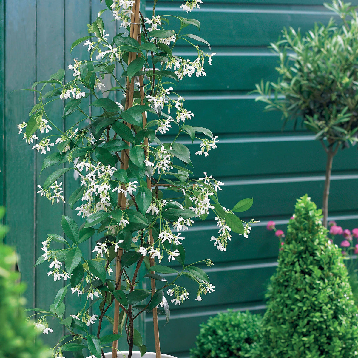 Vente Collection de 3 grimpantes : jasmin, glycine, hortensia grimpant - Trachelospermum jasminoides, wisteria, hydrangea p