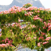 Bakker - Collection de 3 arbustes : cyprès, céanothe, albizia - Cupressus totem, ceanothus impressus victoria, alb - Arbustes