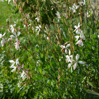 Gaura The Bride - Bakker