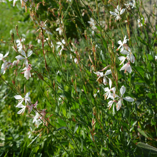 Gaura The Bride - Bakker