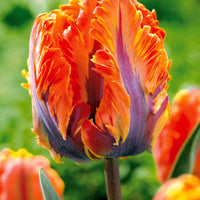 Bakker - Collection de 24 Tulipes perroquet : Princesse Irene, Black Parrot, Apric - Tulipa (princesse  irene, black parrot, apricot pa - Tulipes