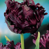 Bakker - Collection de 24 Tulipes perroquet : Princesse Irene, Black Parrot, Apric - Tulipa (princesse  irene, black parrot, apricot pa