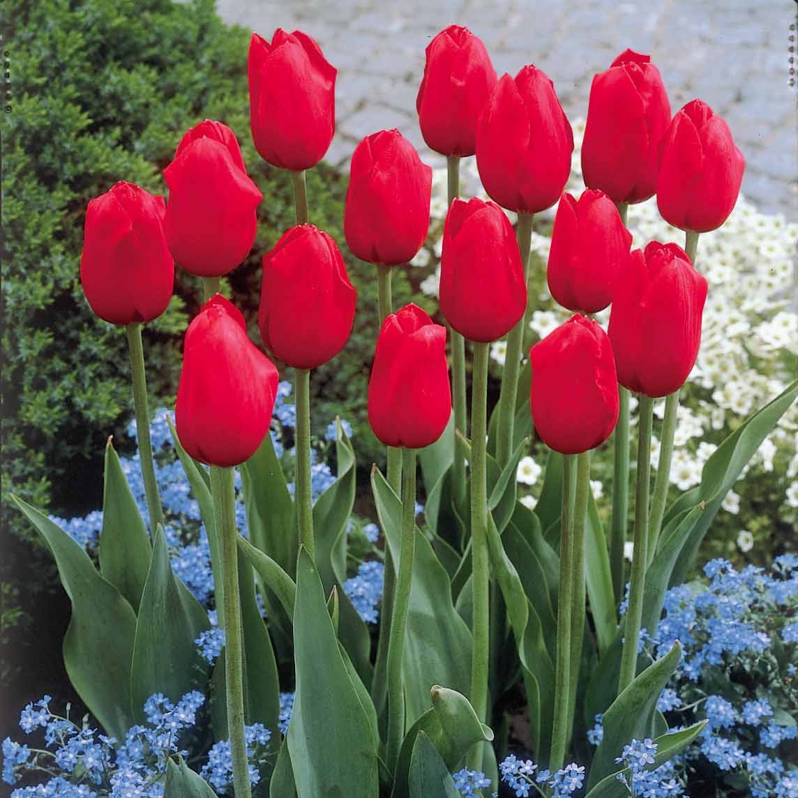 Bakker - Collection de 20 Tulipes à longues tiges - Tulipa