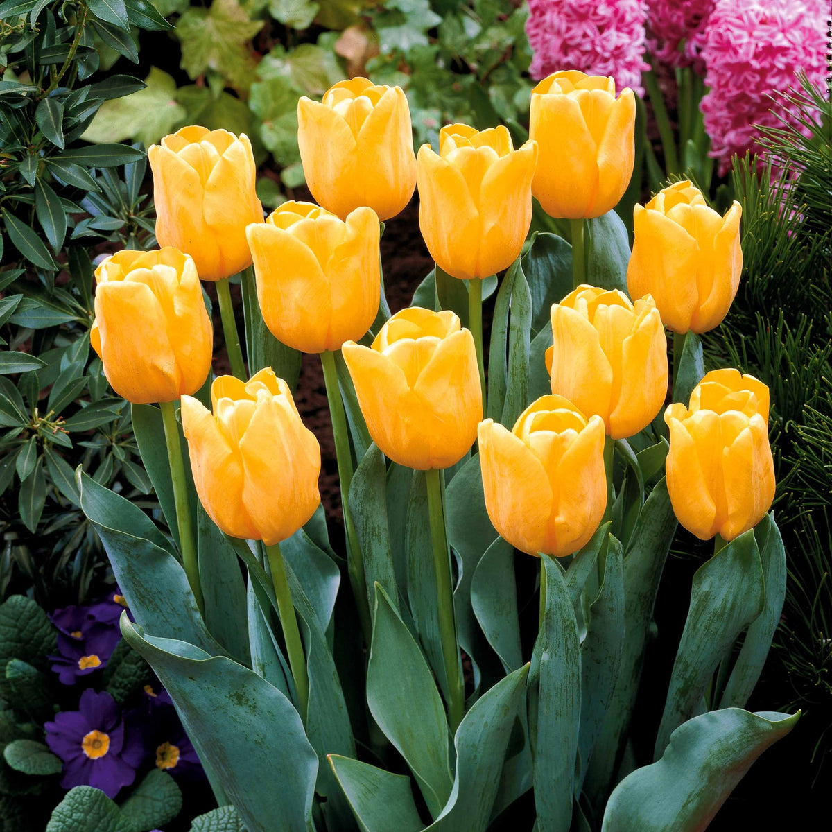 Bulbes de Tulipe - Collection de 20 Tulipes à longues tiges - Tulipa
