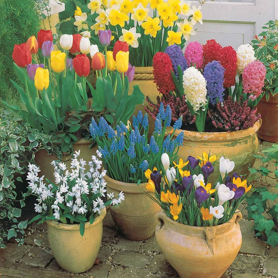 Collection de Bulbes pour terrasse et jardin - Tulipa, narcissus, hyacinthus, crocus, muscaris, p - Bulbes à fleurs