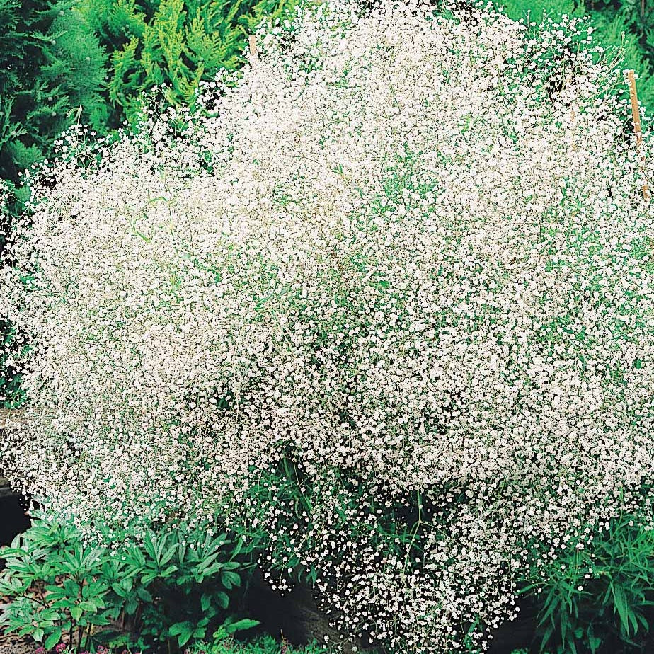 Collection de plantes vivaces pour massifs champêtres - Bakker.com | France