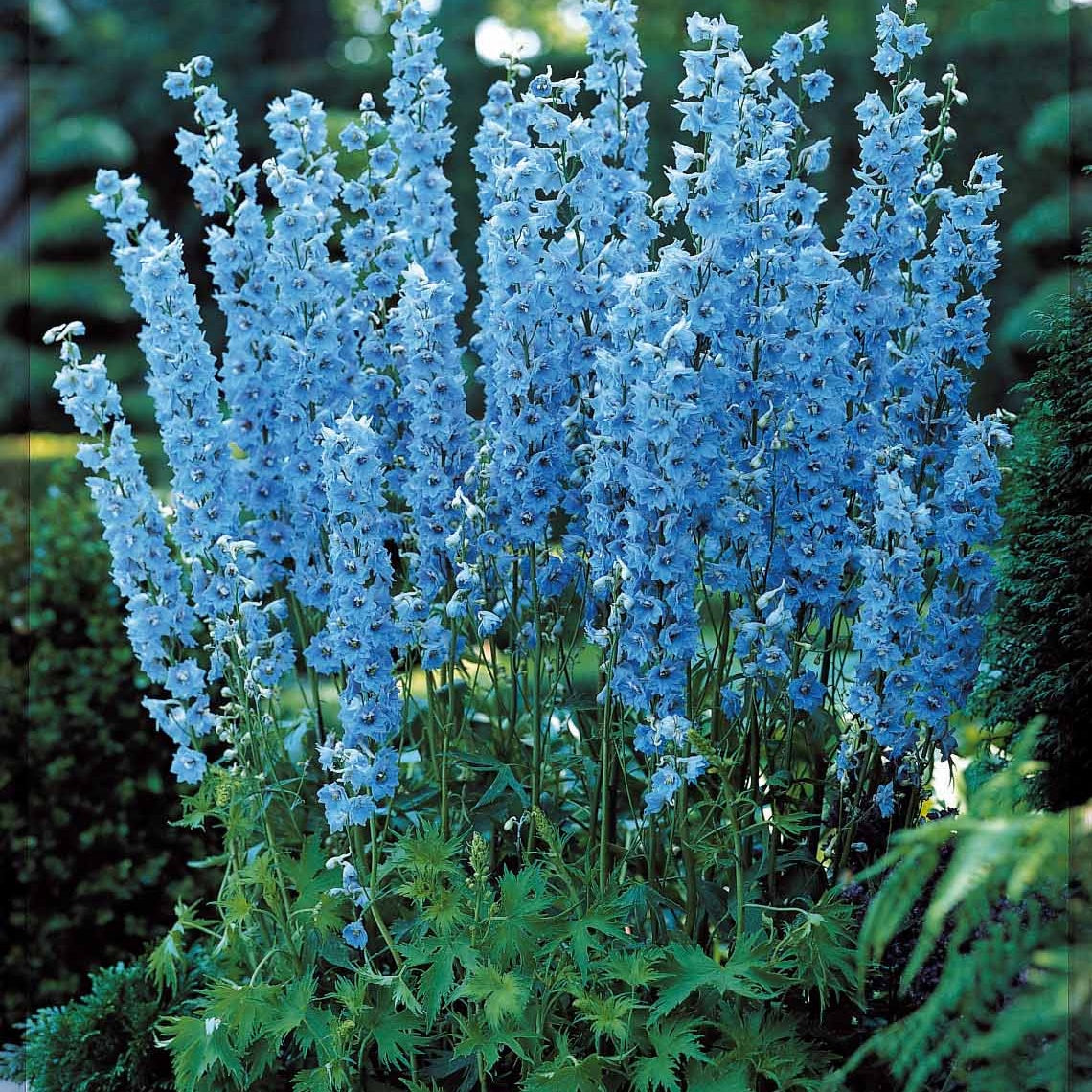 Collection de plantes vivaces pour massifs champêtres - Bakker.com | France