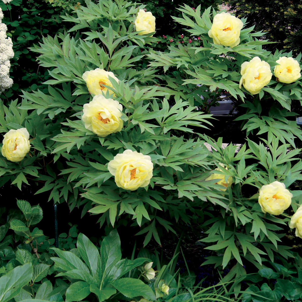 Collection de plantes vivaces aux couleurs tendres - Paeonia itoh bartzella, delphinium bolero, gaura lindheimeri - Bakker