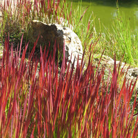 Collection de plantes vivaces à feuillages originaux - Bakker.com | France