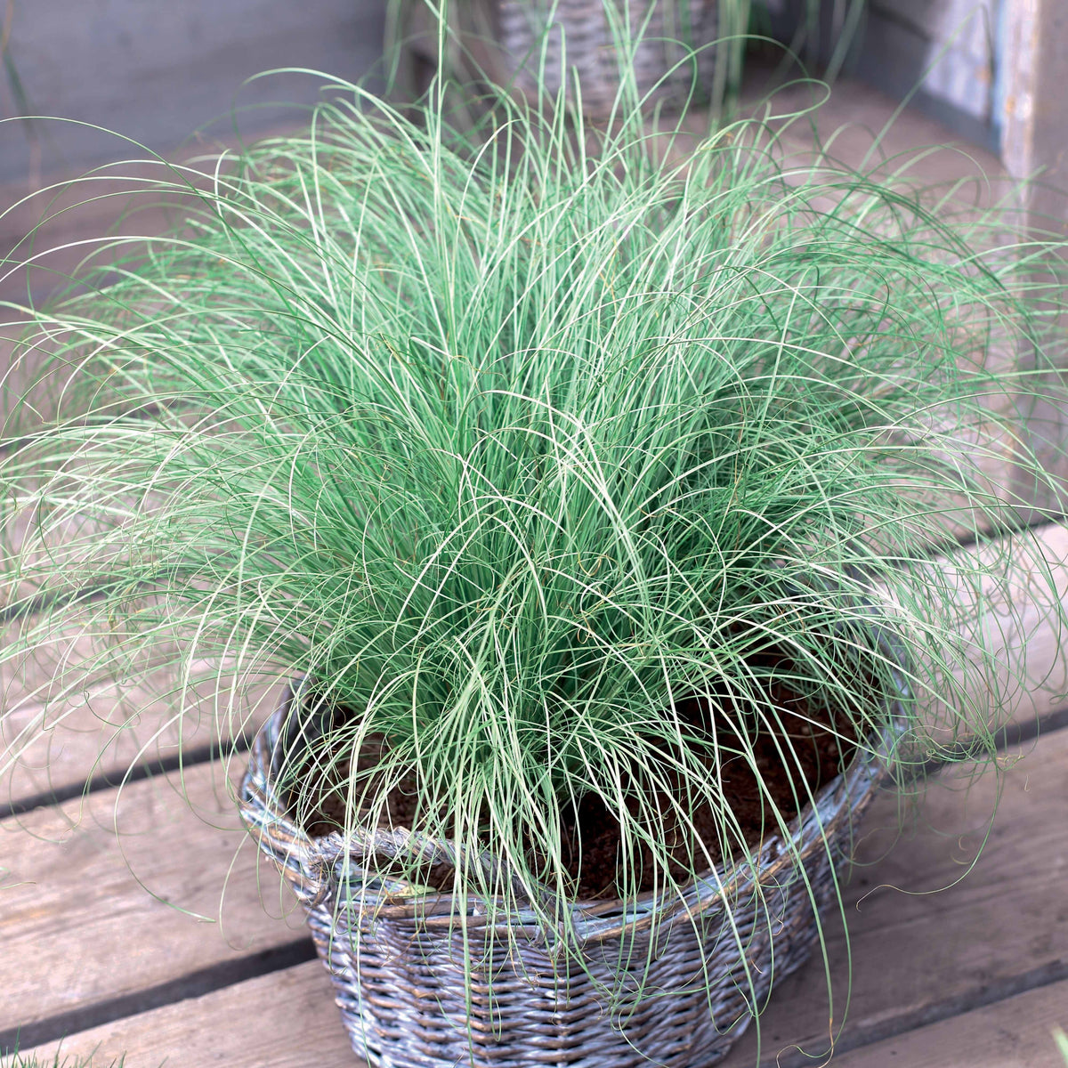 Carex  oshimensis Evergreen, Sedum Blue Pearl, Imperata cylindrica Red Baron, Gaura lindheimeri Whirling Butterflies - Collection de 7 plantes vivaces à feuillages originaux - Plantes vivaces