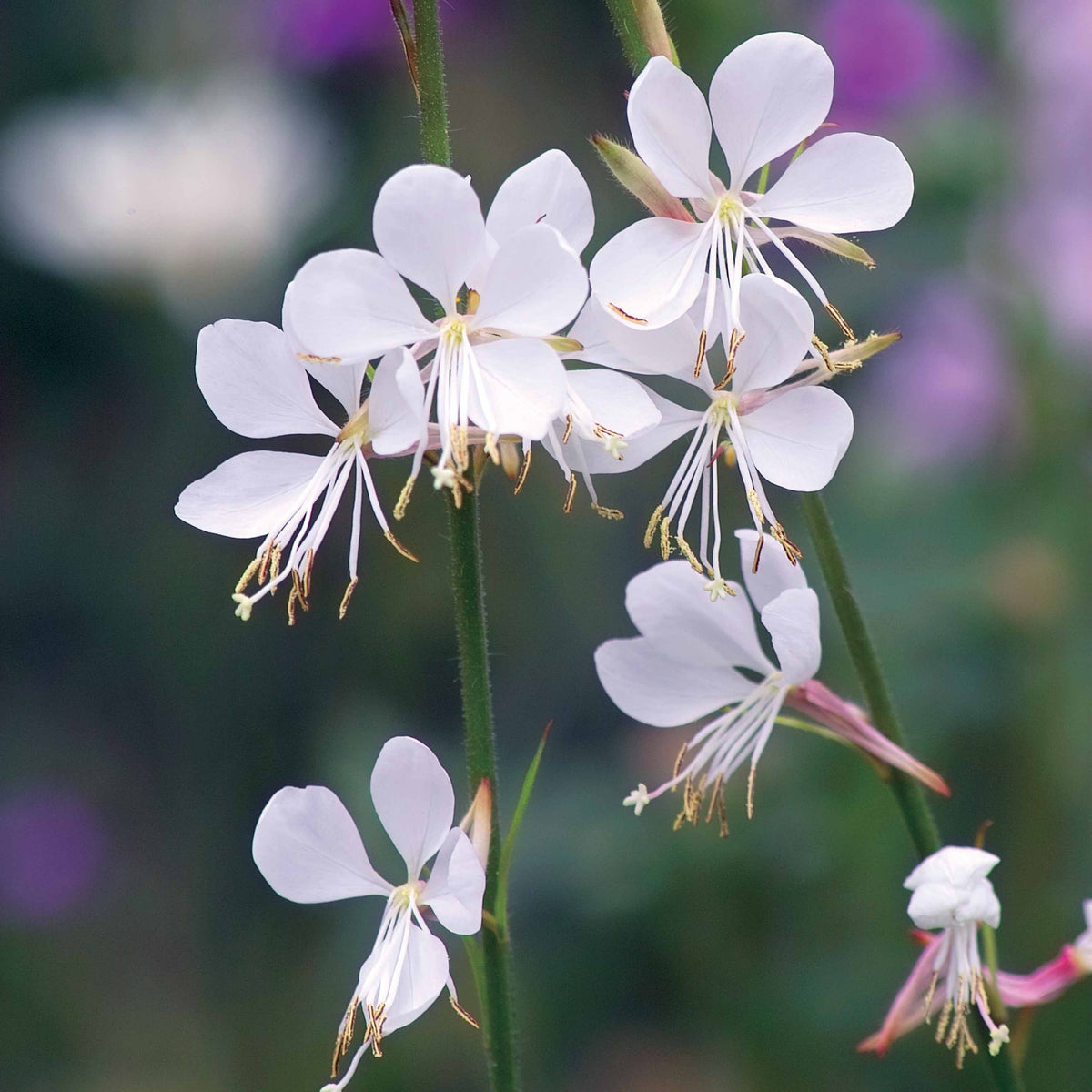 Vente Collection de 7 plantes vivaces à feuillages originaux - Carex  oshimensis Evergreen, Sedum Blue Pearl, Imperata cylindrica Red Baron, Gaura lindheimeri Whirling Butterflies