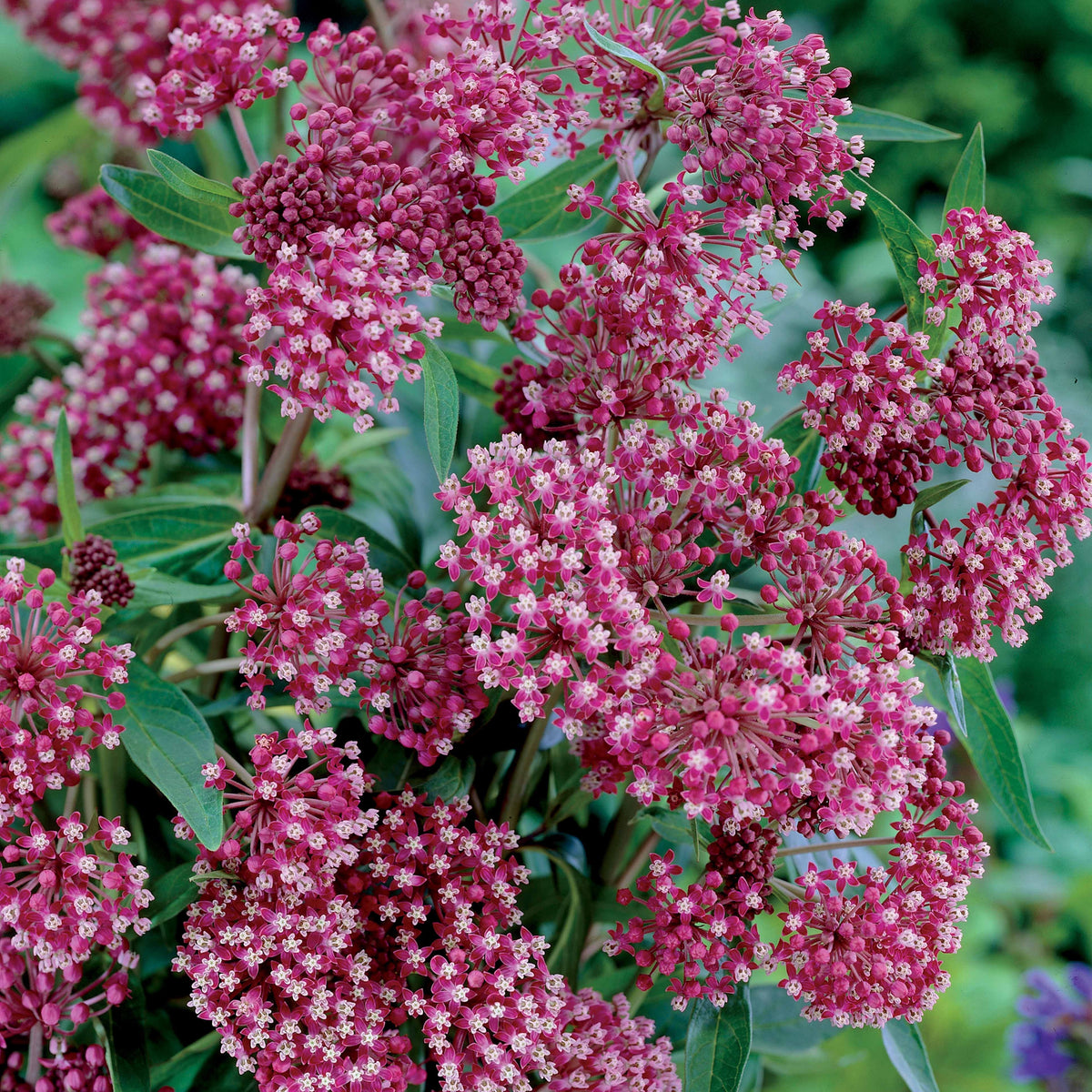 Collection de plantes vivaces pour jardin coloré - Alchemilla mollis, Leucanthemum superbum, Salvia nemorosa, Asclepia incarnata - Bakker