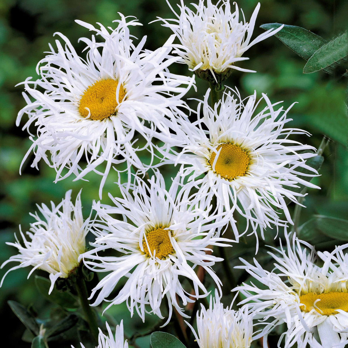 Vente Collection de plantes vivaces pour jardin coloré - Alchemilla mollis, Leucanthemum superbum, Salvia nemorosa, Asclepia incarnata