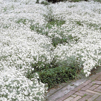 Collection de plantes vivaces à fleurs blanches - Bakker.com | France