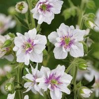 Collection de plantes vivaces à fleurs blanches - Bakker.com | France
