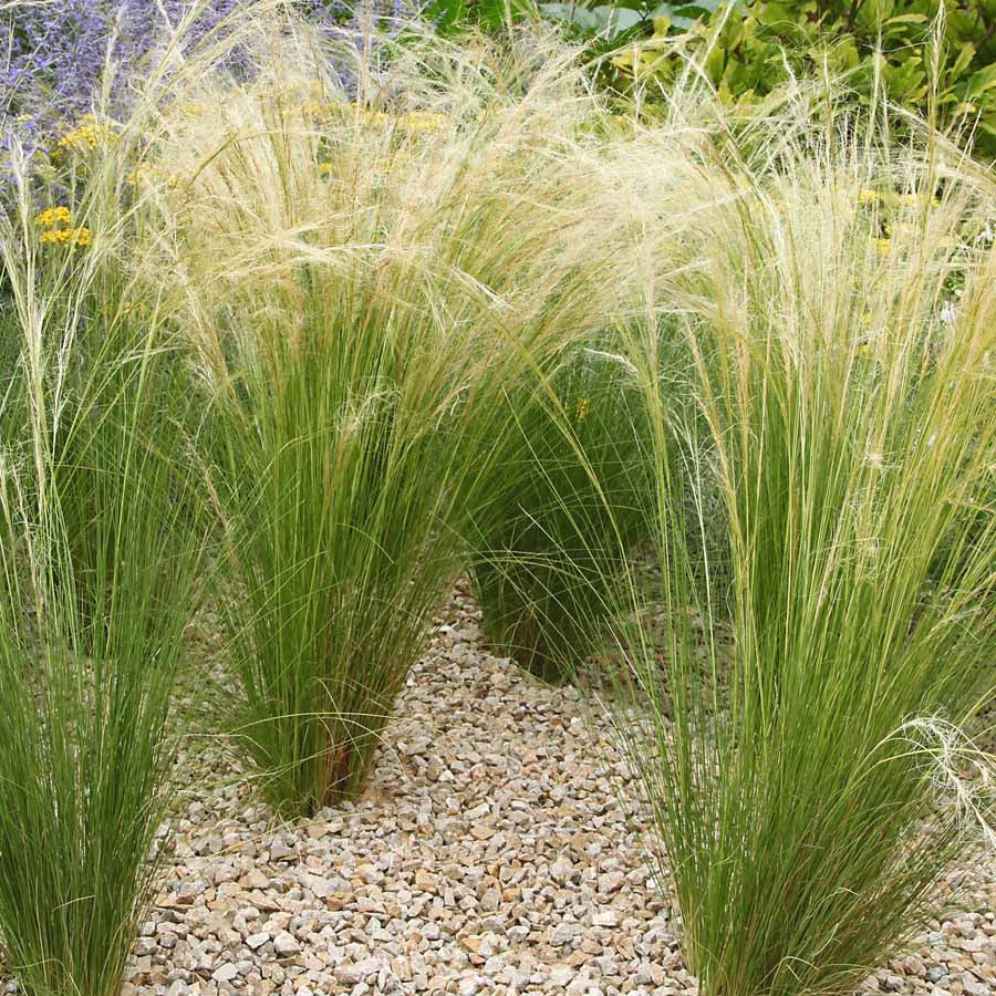 Stipa tenuissima, Muhlenbergia capillaris, Lavandula angustifolia - Collection de 6 plantes vivaces pour extérieur moderne - Plantes vivaces