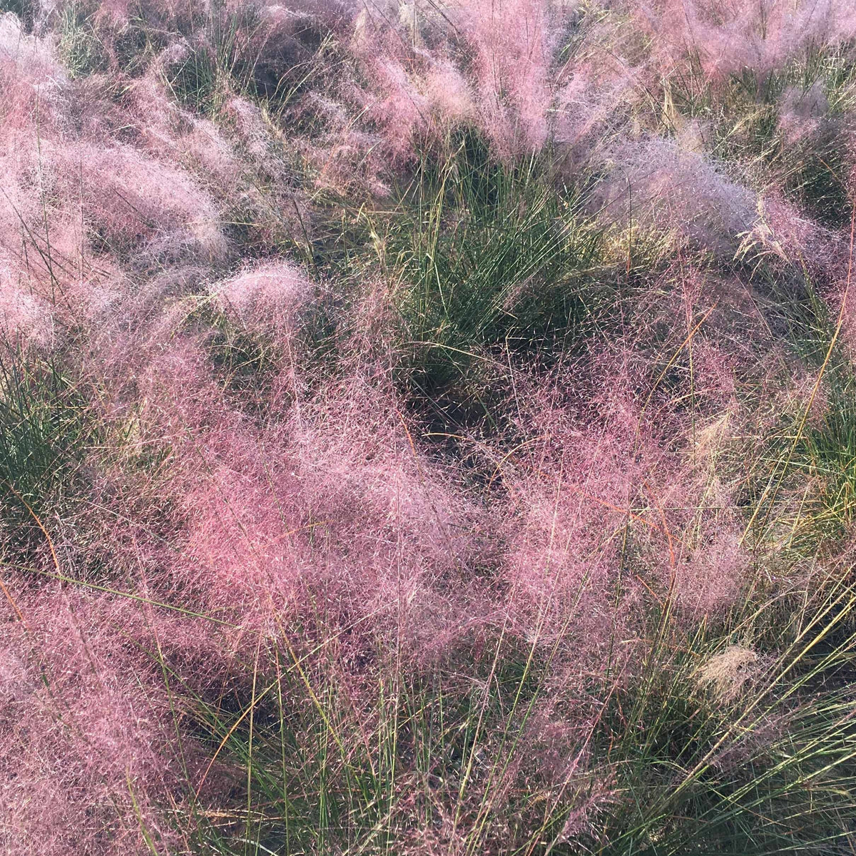Collection de 6 plantes vivaces pour extérieur moderne - Plantes vivaces - Bakker