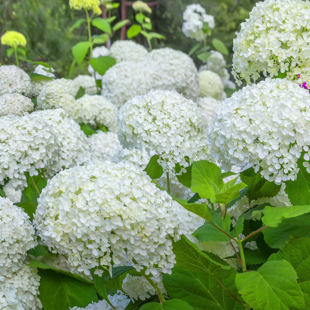 Vente Collection d'Hortensias pour massifs et haies fleuris - 3 arbustes