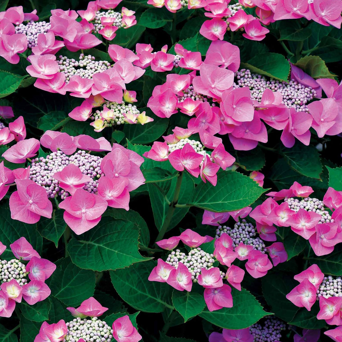 Hydrangea macrophylla - Collection d'Hortensias pour massifs et haies fleuris - 3 arbustes - Hortensia macrophylla