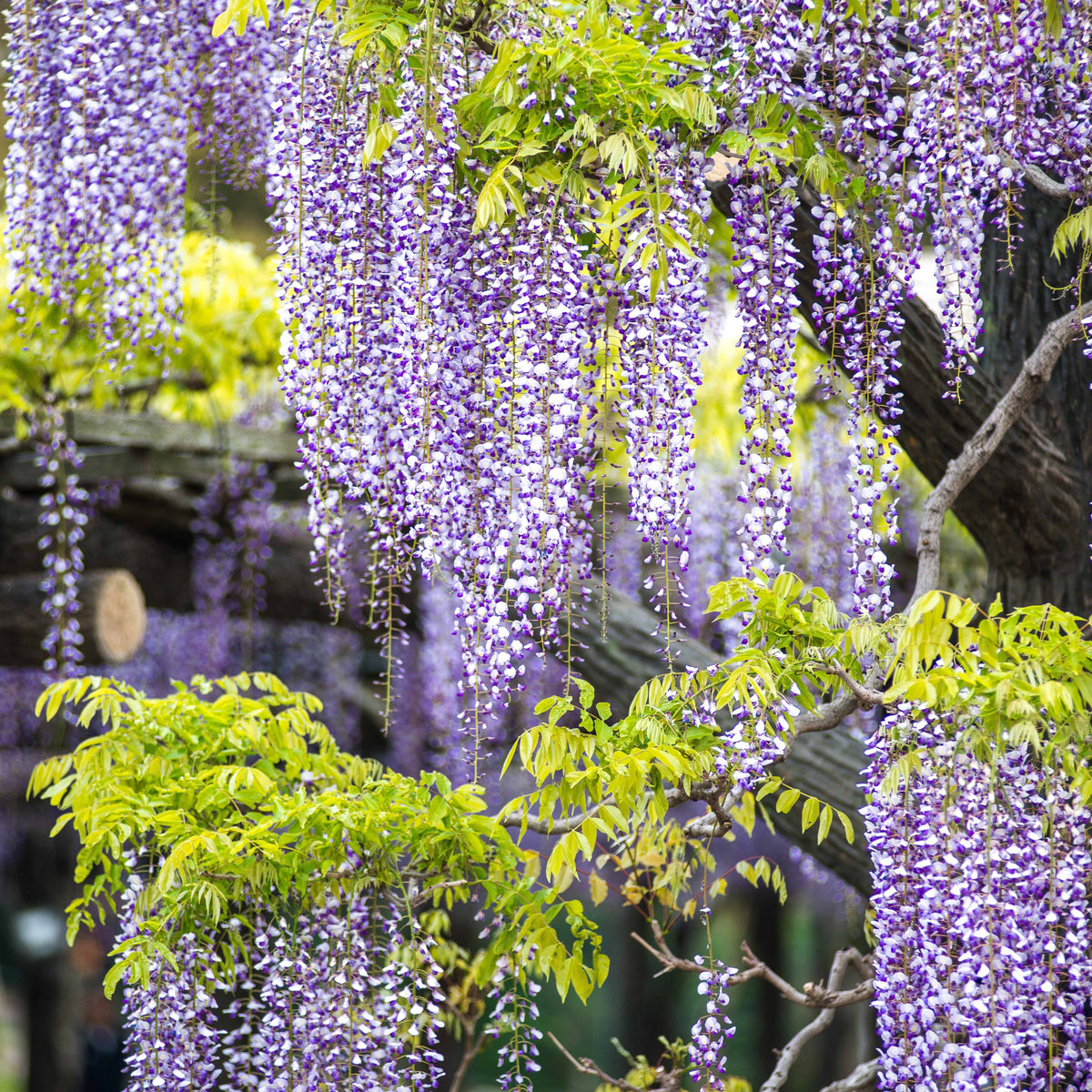 Jasmin étoilé - Trachelospermum - Collection de 3 plantes grimpantes à floraisons abondantes - Clematis montana Mayleen , Trachelospermum jasminoides, Wisteria frutescens Amethyst Falls