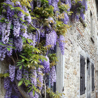 Collection de plantes grimpantes à floraisons abondantes - Bakker.com | France