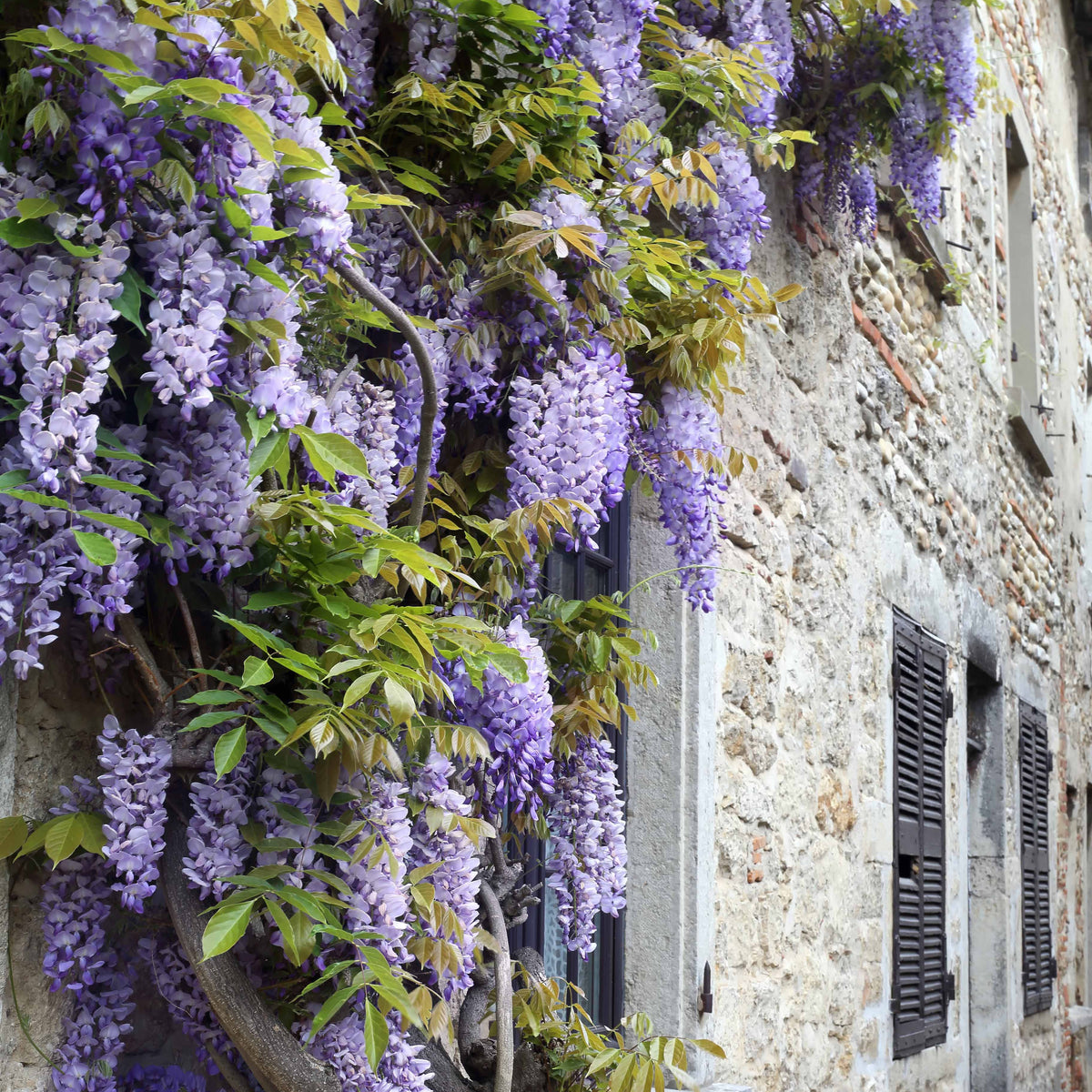 Vente Collection de 3 plantes grimpantes à floraisons abondantes - Clematis montana Mayleen , Trachelospermum jasminoides, Wisteria frutescens Amethyst Falls