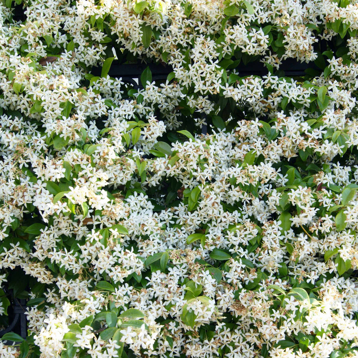 Clematis montana Mayleen , Trachelospermum jasminoides, Wisteria frutescens Amethyst Falls - Collection de 3 plantes grimpantes à floraisons abondantes - Jasmin étoilé - Trachelospermum