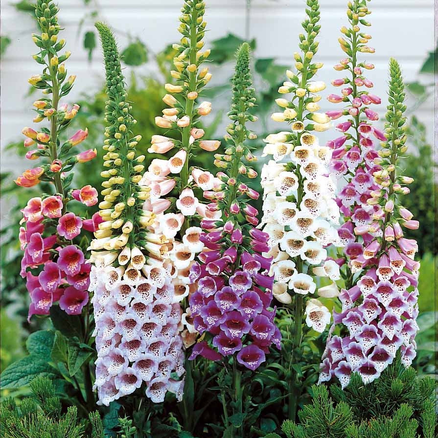 Vente Collection de 9 plantes vivaces pour la mi-ombre
