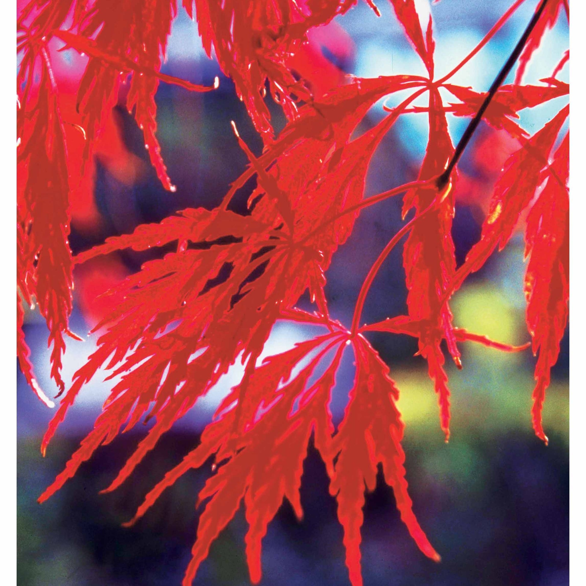 Bakker - Collection de 3 arbustes pour jardin japonais - Fargesia scabrida, cornus controversa, acer palmat