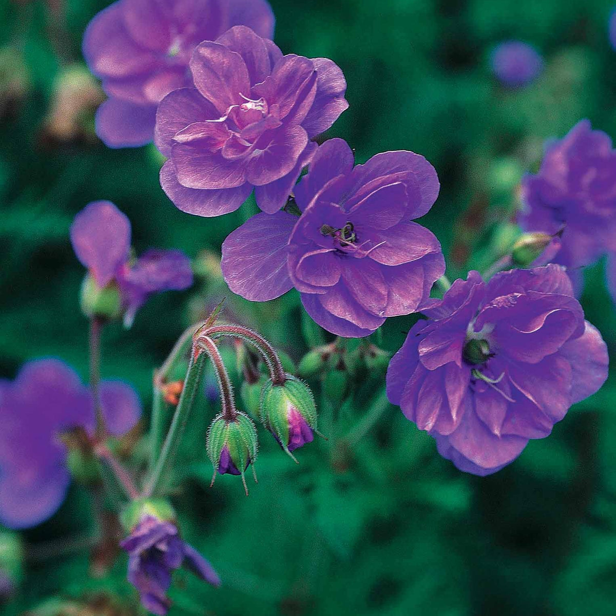 Collection de 6 Géraniums vivaces à fleurs doubles - 2geranium caeruleum, 2 double jewel, 2 birch double - Bakker
