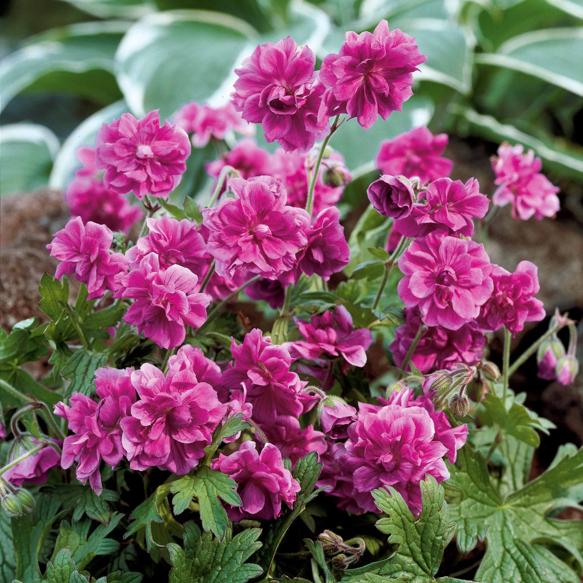 Vivaces fleuries - Collection de 6 Géraniums vivaces à fleurs doubles - 2geranium caeruleum, 2 double jewel, 2 birch double