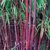 Collection de bambous non traçants - Bakker.com | France