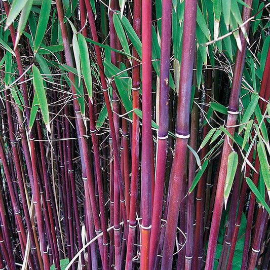 Collection de bambous non traçants - Bakker.com | France