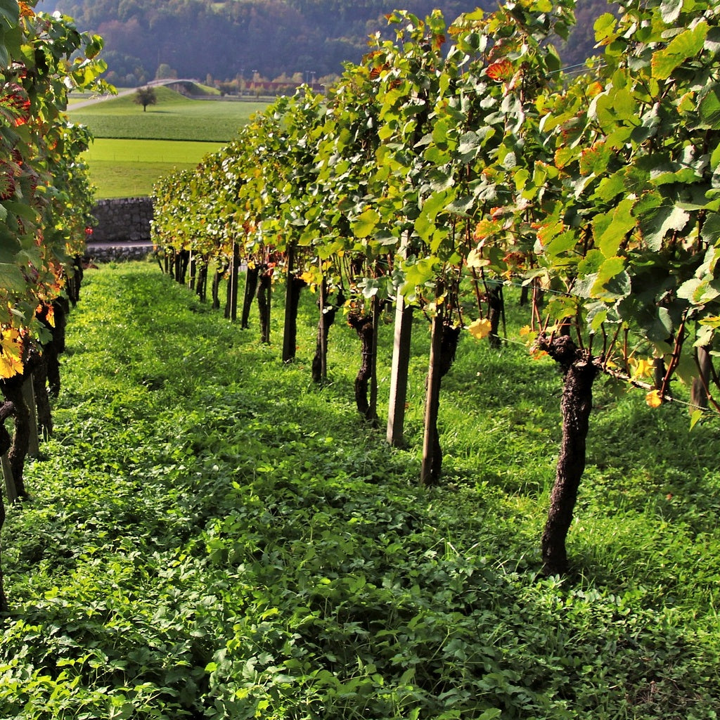 Collection Viticoles : Vitis Vinifera, Pinot Merlot, Chardonnay - Bakker