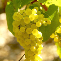 Collection Viticoles : Vitis Vinifera, Pinot Merlot, Chardonnay