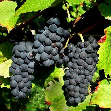 Vigne - Collection Viticoles : Vitis Vinifera, Pinot Merlot, Chardonnay - Vitis vinifera Pinot, Merlot, Chardonnay
