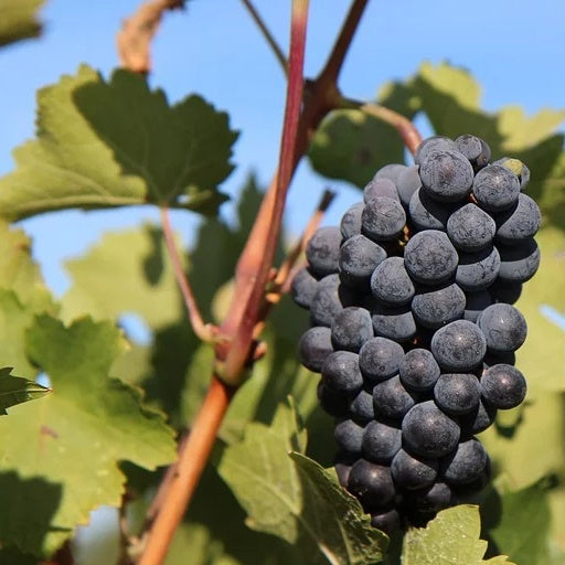 Vitis vinifera Pinot, Merlot, Chardonnay - Collection Viticoles : Vitis Vinifera, Pinot Merlot, Chardonnay - Vigne