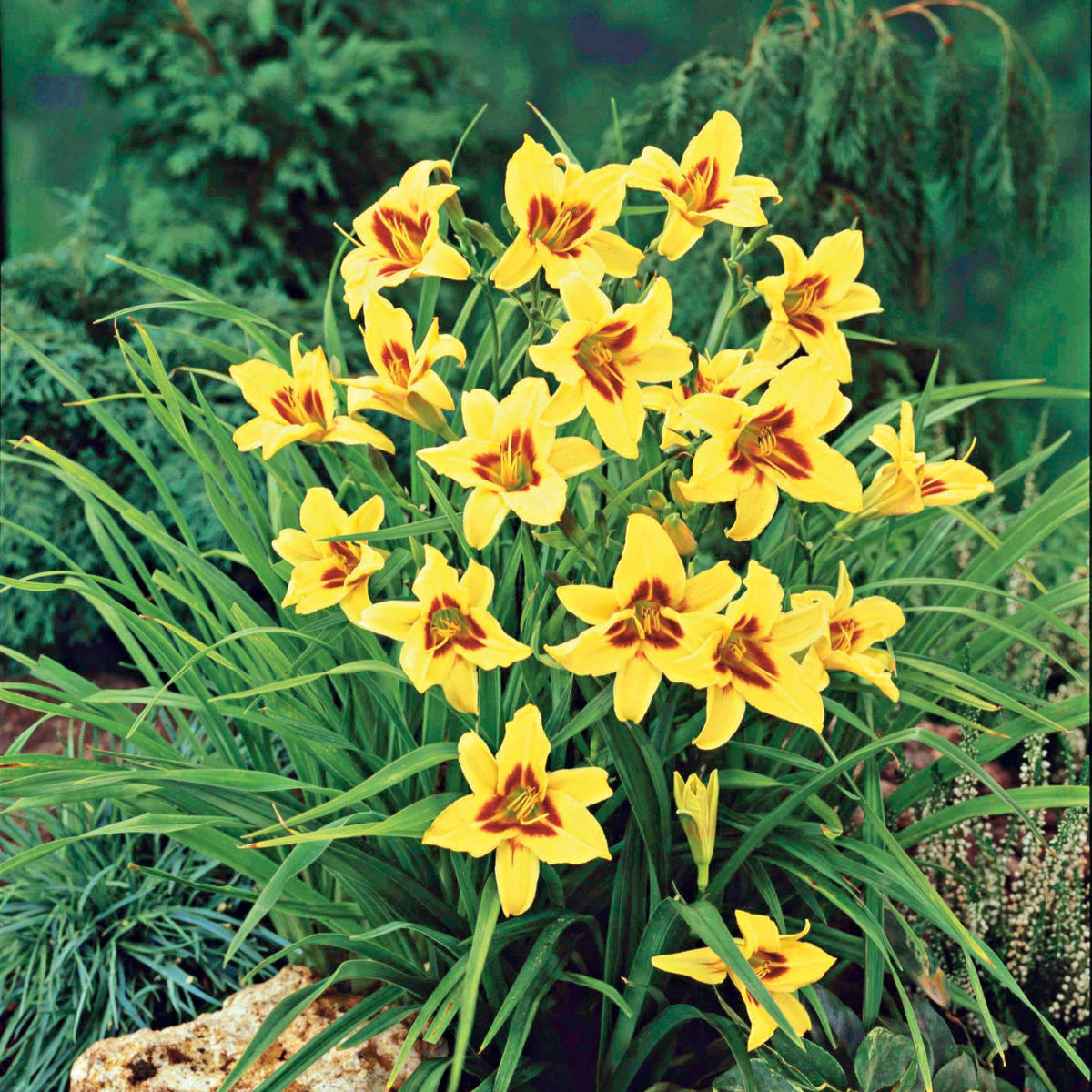 Hemerocallis bonanza - Hémérocalle Bonanza - Hémérocalle