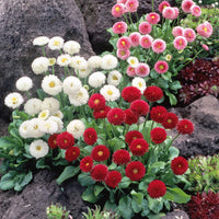 Bakker - 2 Pâquerettes en mélange - Bellis perennis mixed - Plantes d'extérieur