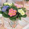 Bakker - 3 Primevères pastel en mélange - Primula candy mix - Plantes d'extérieur