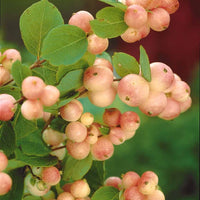 Collection Haie aux oiseaux - Cotoneaster franchetii, Amelanchier lamarckii, Euonymus, Symphoricarpos - Bakker