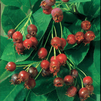 Vente Collection Haie aux oiseaux - Cotoneaster franchetii, Amelanchier lamarckii, Euonymus, Symphoricarpos