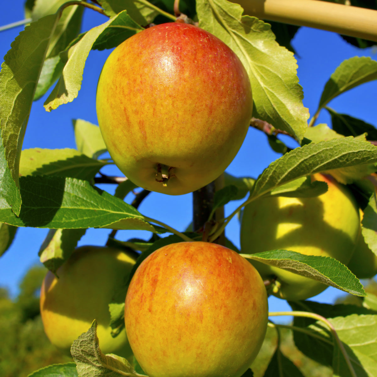 Pommiers - Collection de Pommiers : Reine de reinettes, Cox's, Golden Delicious - Malus domestica reine de reinettes, cox's, golden delicious